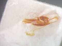 Melanotus sagittarius