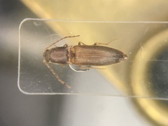Dolerosomus silaceus