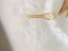 Dolerosomus silaceus