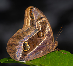 Eryphanis aesacus