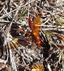 Sphictostethus nitidus