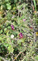 Vicia benghalensis