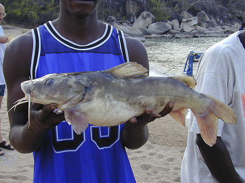 Chrysichthys brachynema · iNaturalist