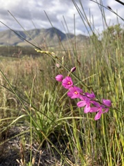Ixia stricta