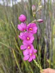 Ixia stricta