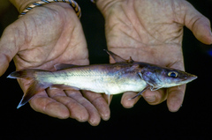 Chrysichthys platycephalus