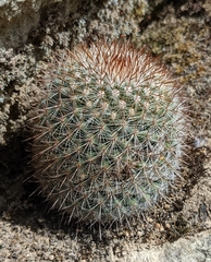 Mammillaria rekoi