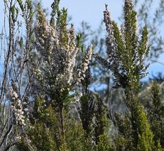 Erica lusitanica