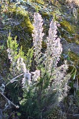 Erica lusitanica