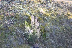 Erica lusitanica