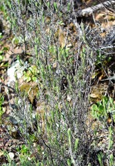 Lavandula stoechas luisieri