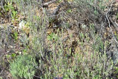 Lavandula stoechas luisieri