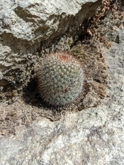 Mammillaria rekoi
