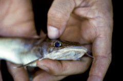 Chrysichthys platycephalus