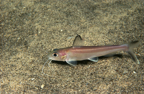 Tanganyika claroteid catfish (Bathybagrus sianenna) — Claroteidae