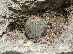 Mammillaria rekoi