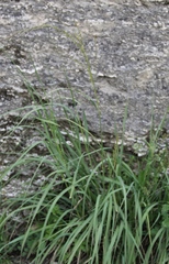 Eragrostis collina