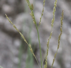 Eragrostis collina