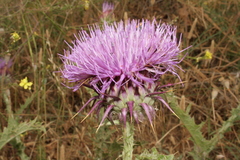 Onopordum caulescens