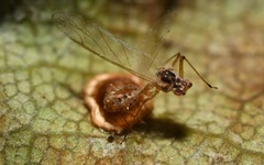 Dyscritulus
