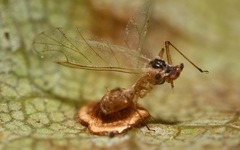 Dyscritulus