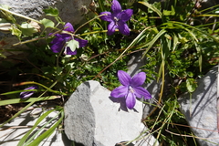 Campanula arvatica