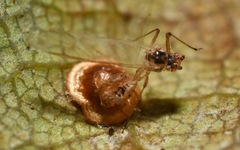 Dyscritulus