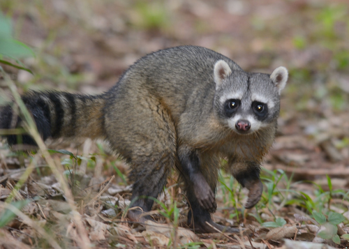 Crab-eating Raccoon