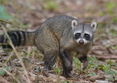 Crab-Eating Raccoon photo 1