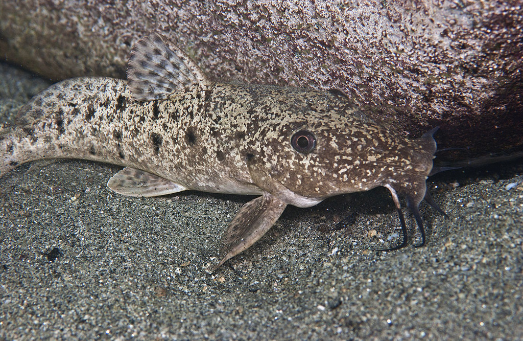 Armoured Catfish