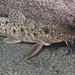Giraffe Catfish - Photo (c) Ad Konings, some rights reserved (CC BY-NC), uploaded by Ad Konings