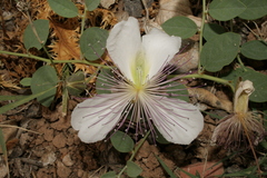 Capparis sicula