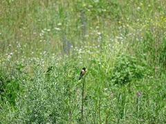 Saxicola rubicola