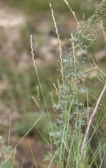 Pseudoroegneria stipifolia