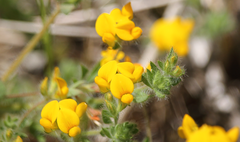 Acmispon subpinnatus