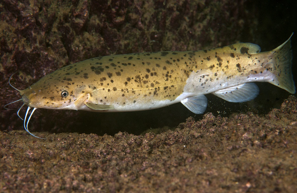 Tanganyika electric catfish (Malapterurus tanganyikaensis) — Malapteruridae