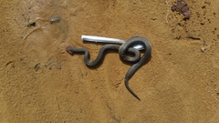 Crotaphopeltis hotamboeia