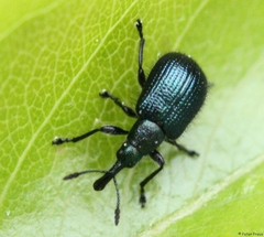 Haplorhynchites caeruleus