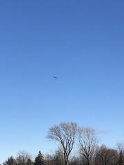 Haliaeetus leucocephalus washingtoniensis
