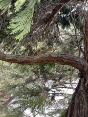 Calocedrus