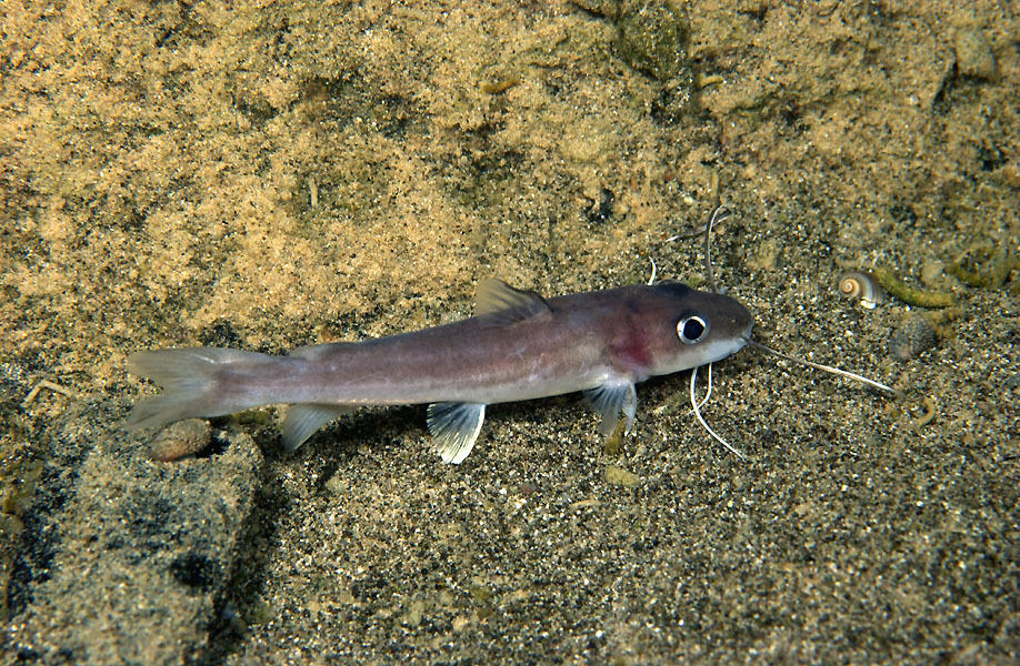 Threadfin catfish (Phyllonemus filinemus) — Claroteidae