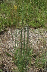 Thinopyrum elongatum