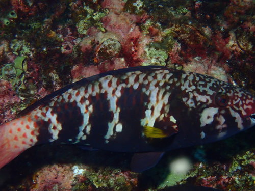 Indische papegaaivis (Chlorurus capistratoides) — Scaridae — 4