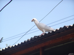 Columba livia domestica