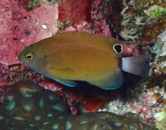 Pomacentrus chrysurus