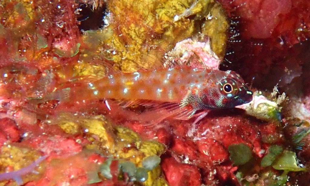 Yellow-Saddle Triplefin