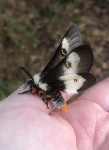 Gulf Coast Buck Moth