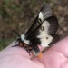 Gulf Coast Buck Moth