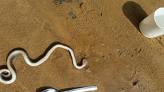 Crotaphopeltis hotamboeia