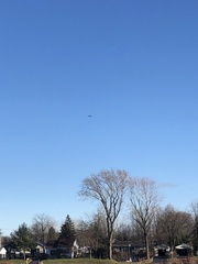 Haliaeetus leucocephalus washingtoniensis